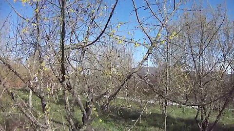 12 Μαρτίου και οι κρανιές (cornus mas trees) συνεχίζουν ανθισμένες