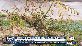 Video captures thief stealing rare San Diego fruit tree