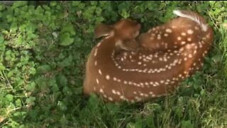 Corço a dormir apanha susto gigante!