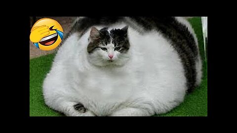 Funny dog videos 🐶 best of 2025