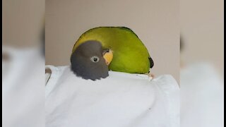 Adorable parrot gives himself a head massage