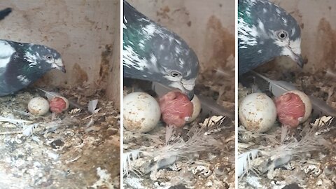 mom and dad help pegion baby hatching