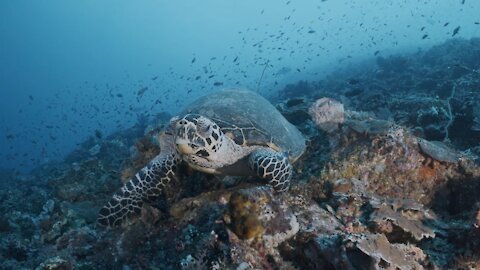 Underwater Fantasy | Turtle, Sharks, Coral Reefs of the Ocean (HD)