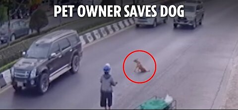 Brave pet owner halts traffic after dog falls off motorcycle