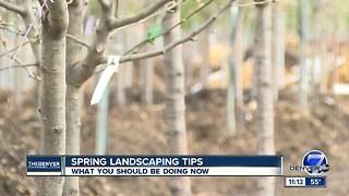 Spring landscaping tips: what you should be doing now