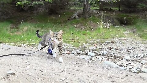 Injured Cat Discovers Garbage Left by Tourists which Pollutes Nature