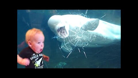 TRY NOT TO LAUGH | Funny Weekend At The Zoo -_LAUGH TRIGGER