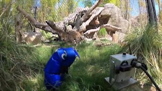 UArizona engineering students helping enrich lives of Reid Park Zoo animals