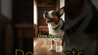 Dog Facts - I Bet You Don't Know 🐶😜😉 #dogs #doglovers #dogfacts #dogsofinstagram #dogshorts #shorts