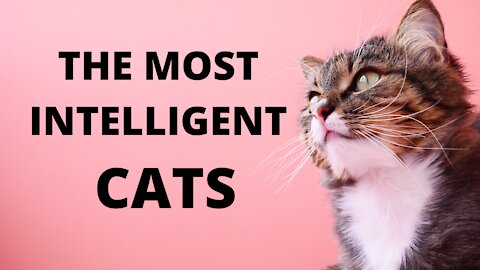 Is These The Most Intelligent Cats?