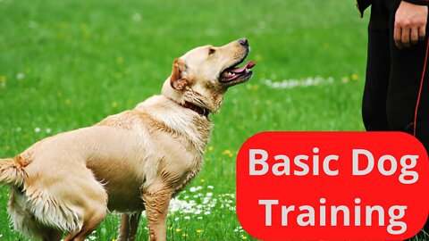 10 Esential Dog Commands to teach your dog - Basic Dog Training