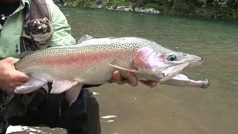 TROUT MASS-POISONED IN NEW ZEALAND