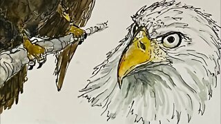 Drawing an Eagle for Inktober Day 11