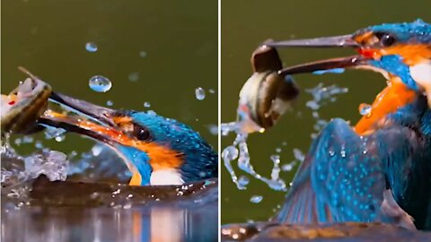 Amazing fishing kingfisher (slow motion)
