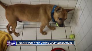 Keeping pets calm during loud celebrations