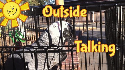 Einstein the Parrot and his owner have a chat outside