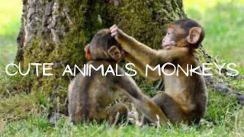 Children's video Adorable monkeys for children Funny monkeys for children