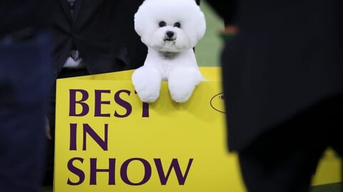 Watch 5 of the best WKC Dog Show moments to celebrate National Puppy Day .