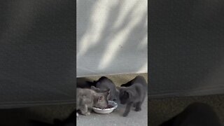 Kitten Feeding Time