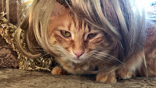 Funny Jack the Maine Coon Cat with a Mane