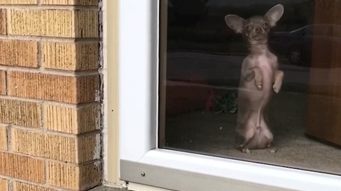 Chihuahua constantly sits up anywhere, for any reason