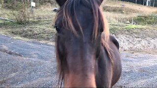 Fixing horse fence and trying to sneak all the horses some treats