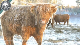 Getting Cattle Through The Winter