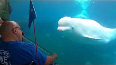 Beluga whale mesmerized by violin music