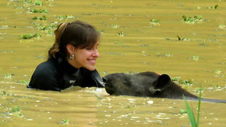 Rescued tapir loves to swim with caretaker