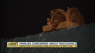 Families concerned about raccoons on west side of Detroit