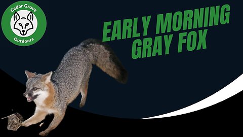 S.2 E.3 Early Morning Gray Fox