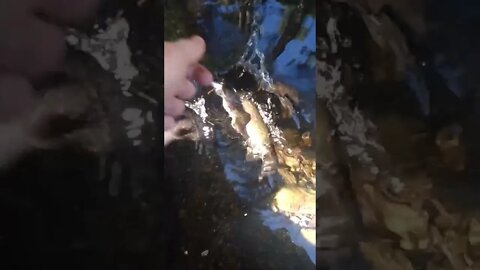 Smallmouth release (Slow Motion)