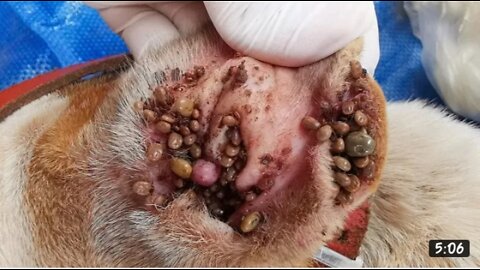 Removing All Ticks from Dog -Dog ticks Removing clip