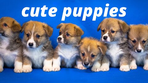 Cute Puppies 😍 Cute & Funny Dogs Compilation