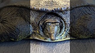 Large soft shell turtle #shorts