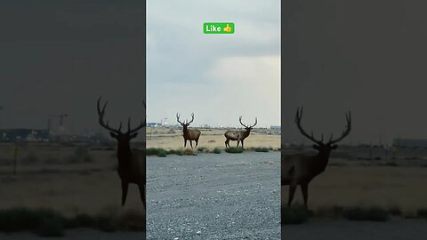 HUGE Elk just roaming the area. #elk #huge #like #subscribe