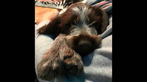 Puppy Introducing Himself to the Family Cat