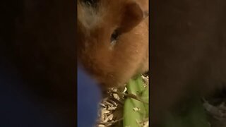 Guinea pig Tibby and the poor tomato