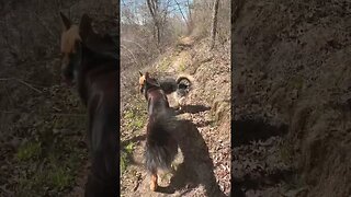 Hiking with German Shepherd Dogs