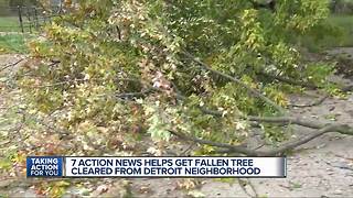 7 Action News helps get fallen tree cleared from Detroit neighborhood