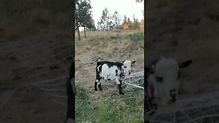 #goats #stuck #farm #farmanimals #farmlife #homesteadlife #homestead #farmgirl #farmer