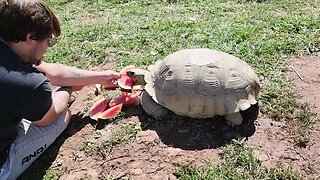 Sulcatta Tortoise enjoying watermelon