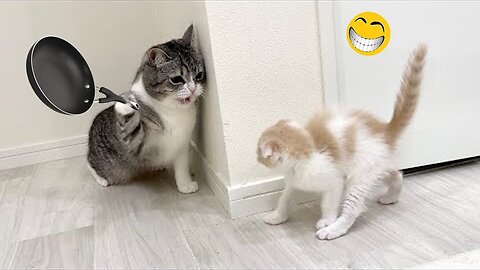Funny cats meow baby cute compilation
