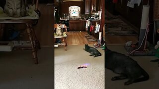 playing fetch with cats