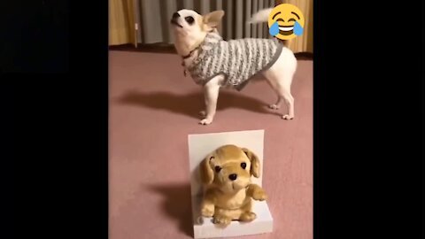 Funniest dog cat viral video!