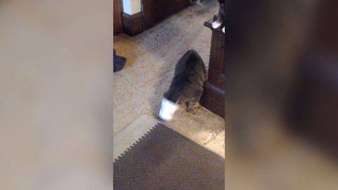 Adorable Cat Loves Cups