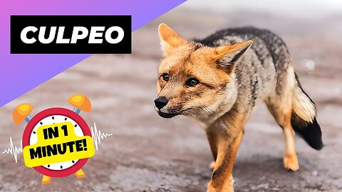 Culpeo - In 1 Minute! 🦊 A Wild Dog You Didn't Know Existed | 1 Minute Animals