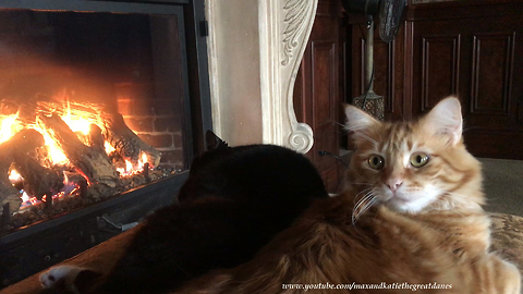 Florida Cat Brothers Enjoy a Nap by the Fireplace