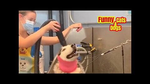 Funny Animals Shorts Compilation😂😂😂Try Not to Laugh Challange Funny Cats and Dogs Memes Loop Media