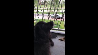 Passing ambulance sends dog into howling fit
